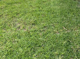 Kris S.'s grass maintenance service result