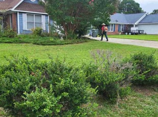 Misti P.'s Bush Trimming service result