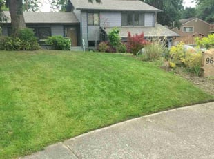Maya R.'s lawn service service result