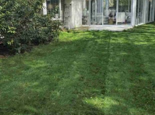 Abhinav K.'s grass maintenance service result