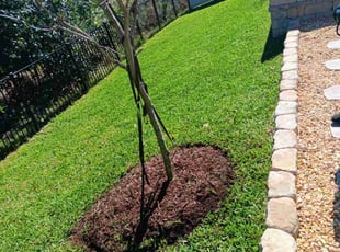 Gloria W.'s turf care service result