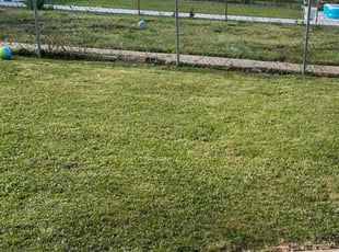 Owoseni A.'s Bush Trimming service result