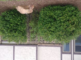 Katie H.'s Bush Trimming service result