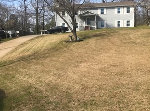 Patricia L.'s Bush Trimming service result