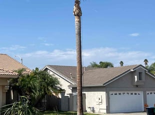 Amparo R.'s Tree Trimming service result