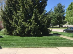 Salli T.'s turf maintenance service result