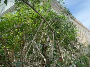 Erick K.'s Bush Trimming service result