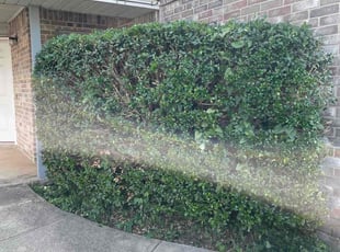 Shella F.'s Bush Trimming service result