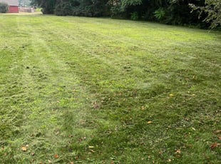Charles M.'s turf care service result