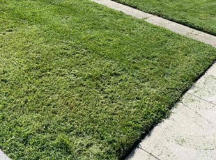 Tehilla L.'s grass maintenance service result