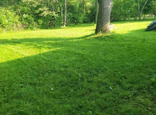 Robert L.'s grass cutting service result