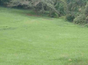 Charles R.'s turf care service result