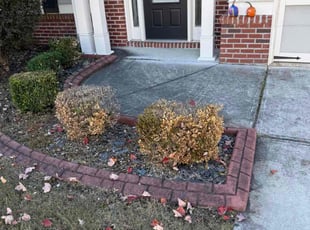 Patricia L.'s Bush Trimming service result