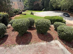 Justin W.'s Bush Trimming service result