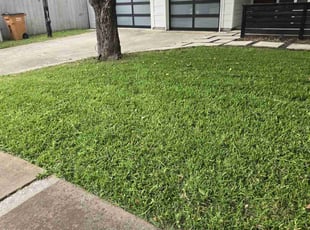 Jim M.'s turf care service result