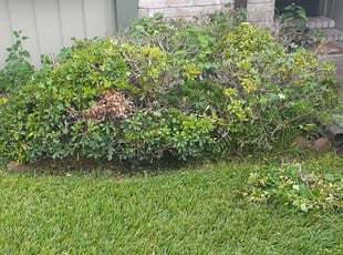 David G.'s Bush Trimming service result