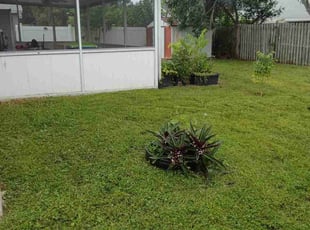 Laila B.'s lawn maintenance service result