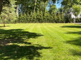 Marie K.'s lawn service service result