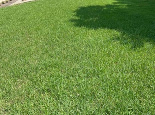 Niyo Z.'s grass maintenance service result