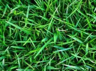 Hollis H.'s lawn care service result