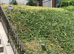 Asia C.'s Bush Trimming service result