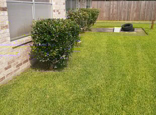 Sue L.'s Bush Trimming service result