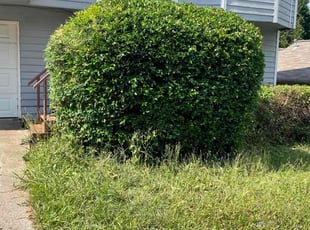 Justin G.'s Bush Trimming service result