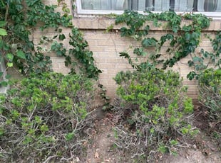 Victor S.'s Bush Trimming service result