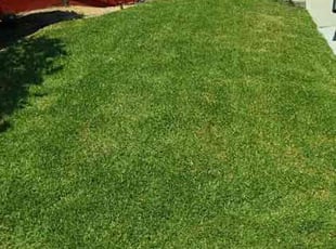 Anita G.'s turf care service result