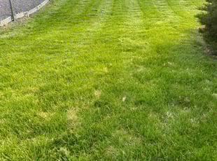 Mugeni L.'s lawn care service result
