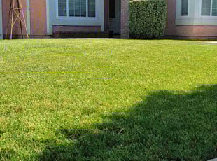 Rolla P.'s turf care service result