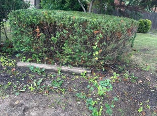 Kwanghee K.'s Bush Trimming service result