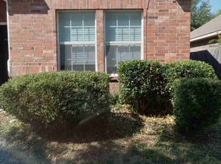 Rita B.'s Bush Trimming service result