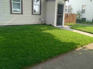 Rex C.'s turf care service result