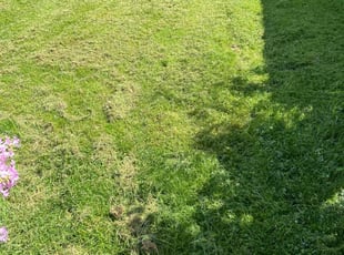 Raymond S.'s turf maintenance service result