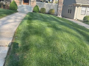 Diana L.'s grass cutting service result
