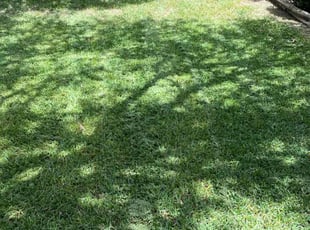 Allison R.'s turf care service result