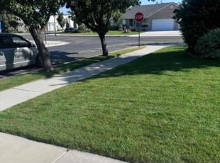 Elena G.'s grass maintenance service result