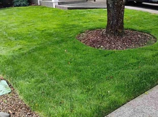 Mitchell S.'s turf maintenance service result