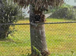 John H.'s turf care service result