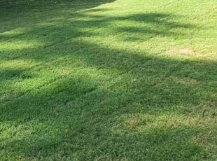 Patricia L.'s lawn care service result