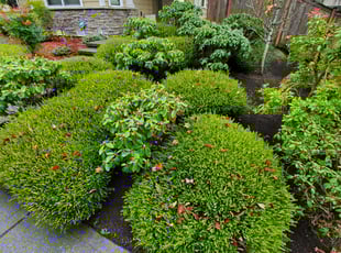 Thomas C.'s Bush Trimming service result