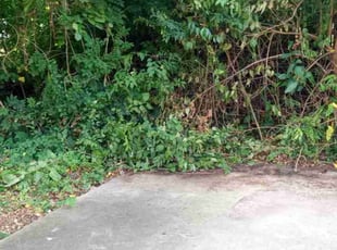 Mohammad B.'s Bush Trimming service result