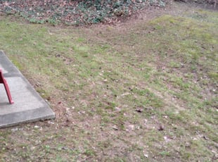 Branden H.'s Leaf Removal service result