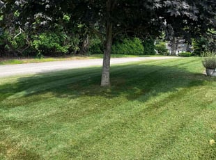 Nora L.'s grass cutting service result