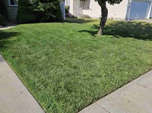 Trent C.'s grass cutting service result