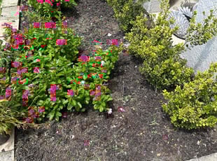 Robert B.'s Flower Bed Weeding service result