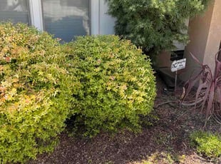 Yvonne W.'s Bush Trimming service result