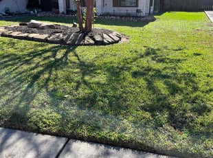 Frank C.'s turf care service result
