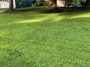 Patrique H.'s grass cutting service result